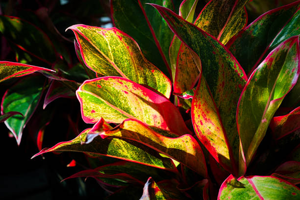 Sunlight shining on a varigated aglaonema houseplant