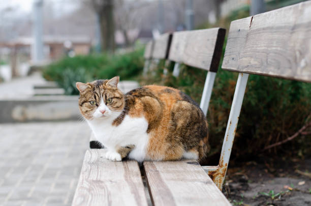 istock A ginger cat is sitting on a bench. The street cat is walking. 1292975324