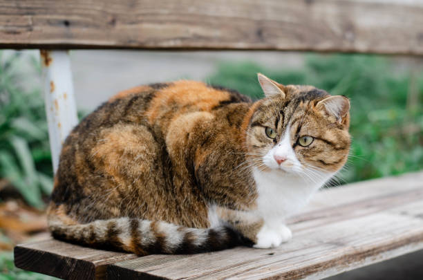istock A ginger cat is sitting on a bench. The street cat is walking. 1292975348