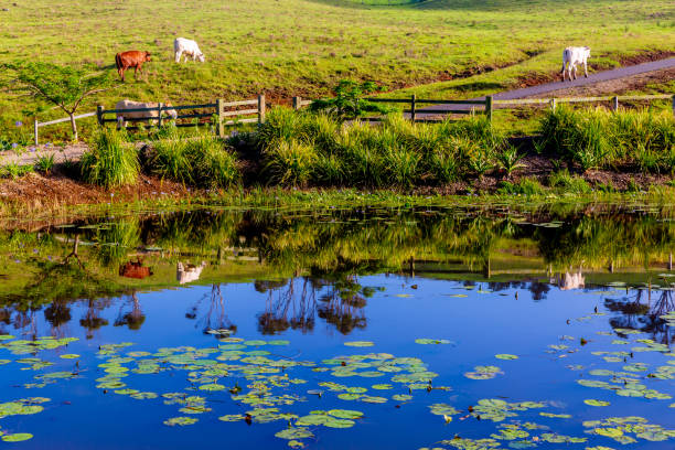 A small pond in a green pasture in Northern Vermont. Surrounded by a grassy , wildflower filled meadow, it is used to store rainwater on a farm.