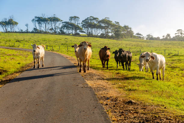 istock Cows on Australia rural pasture in green meadow. 1292976602