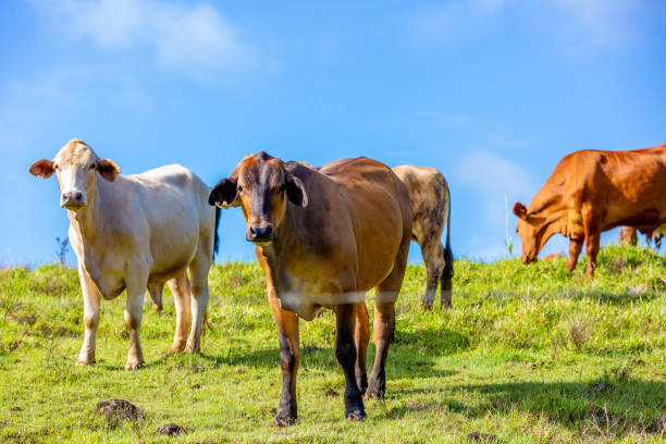 istock Cows on Australia rural pasture in green meadow. 1292976621