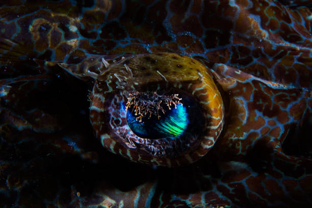 istock The Eye of Flathead Fish 1292976810