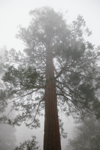 tiro vertical de pinheiro em floresta nebulosa - vertical forest national forest woods - fotografias e filmes do acervo