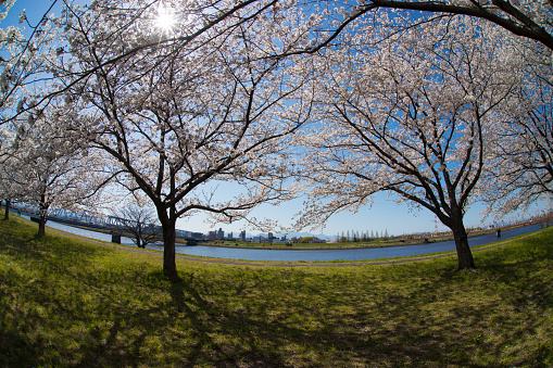 Sakura along the river in Oita City, Oita Prefecture