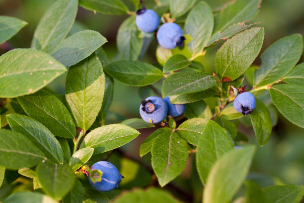 istock Wild Blueberry Plant with Fruit 1292985292