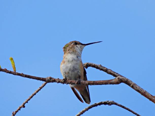 istock Rufous Hummingbird (Selasphorus rufus) perched on a branch with a clear sky in the background 1292988030