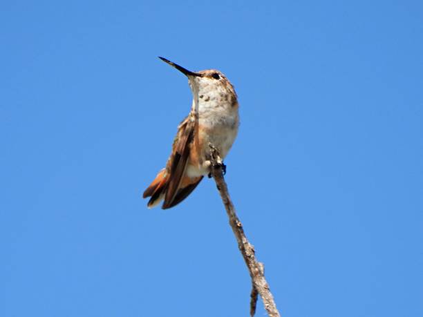 istock Rufous Hummingbird (Selasphorus rufus) perched on a branch with a clear sky in the background 1292988569