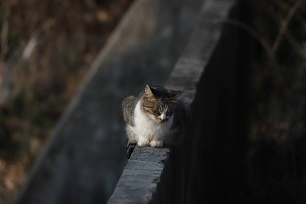 istock VH560-000 wild cat 1.jpg 1292989376