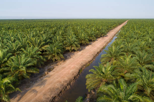 istock Palm oil plantation aerial view 1292993206
