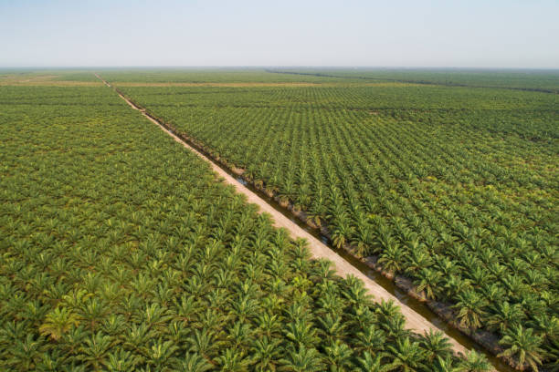 istock Palm oil plantation aerial view 1292993231