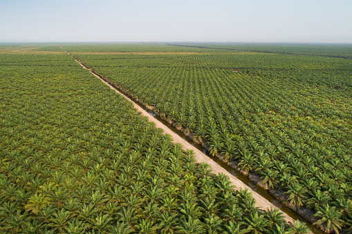 Aerial view of palm tree field in borneo, indonesia