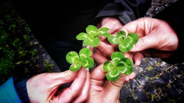 Luck of the Four leaf clover Lucky find of four leave clovers. kantor stock pictures, royalty-free photos & images