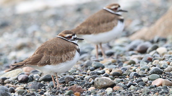 Two Killdeers (Charadrius vociferus) standing on beach covered by pebble, and sea foam