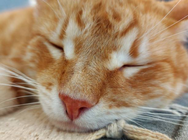 istock Close-up of a sleepy ginger cat 1292997643