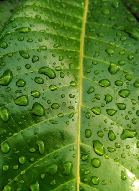 istock green leaf with water droplets. close up 1292998633