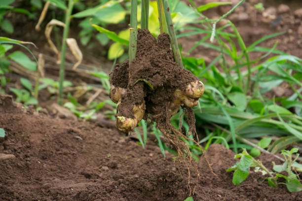 istock harvest ginger root on field agricultural area on hill and green leaf 1292999591