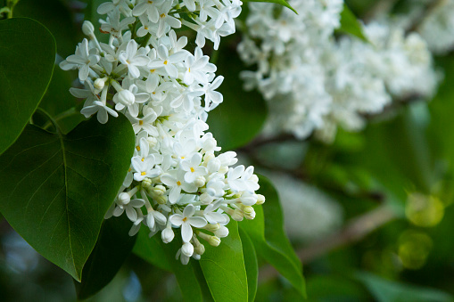 The blossoming bush White Lilac a close up horizontally. The blossoming lilac in the sprin. Syringa Meyeri. Oleaceae Family.