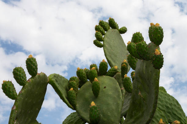 istock Prickly Pear Cactus in Desert at Sunset close-up 1293000972