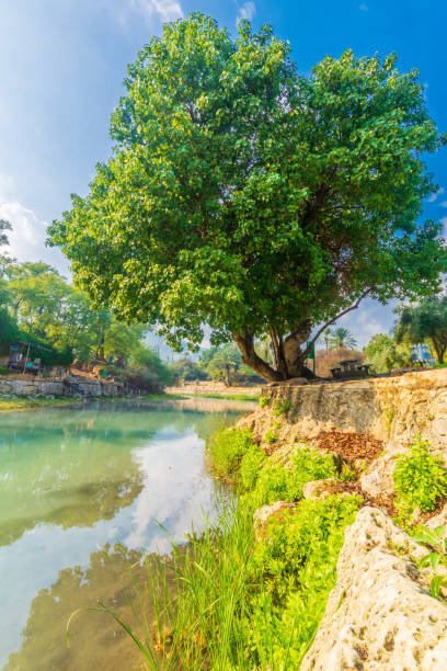 istock Tree and the Amal stream, in Gan HaShlosha National Park 1293001039
