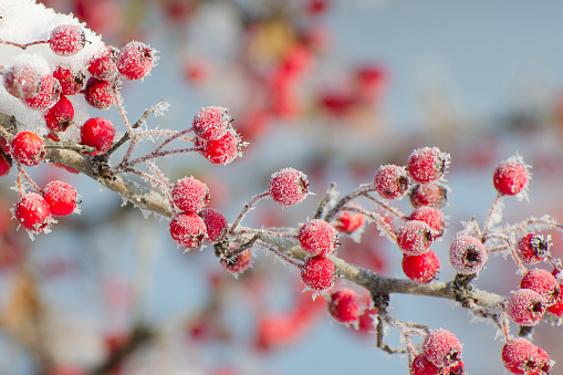 Pink flowers of deciduous viburnum shrub covered in fresh snow in winter, against a blue sky