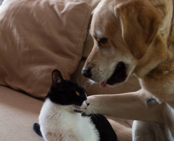 istock dog and kitten playing at home 1293003994