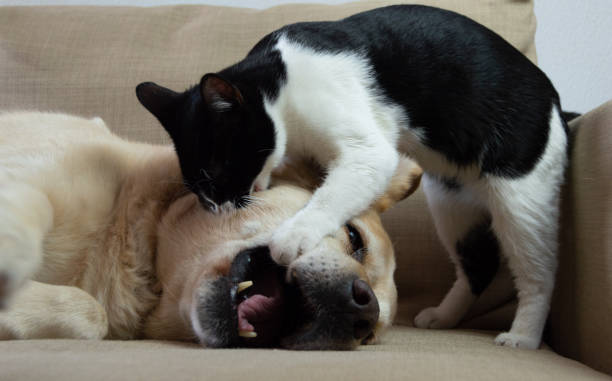 istock dog and kitten playing at home 1293003999