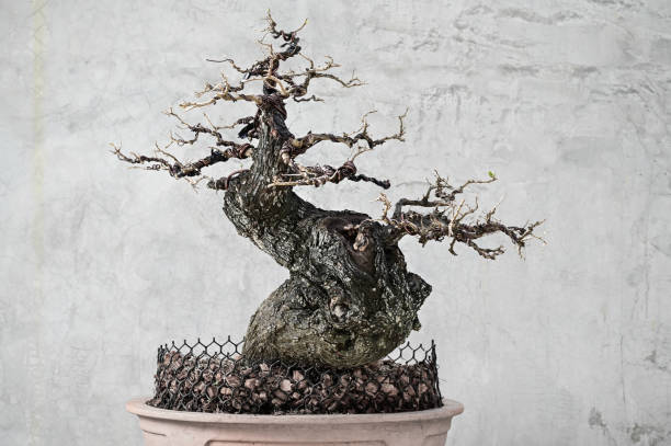 istock Diospyros Rhodcalyx Bonsai 1293006161