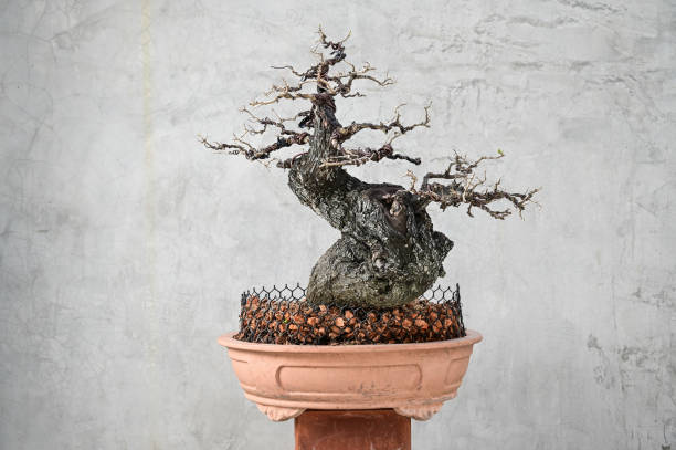 istock Diospyros Rhodcalyx Bonsai 1293006166