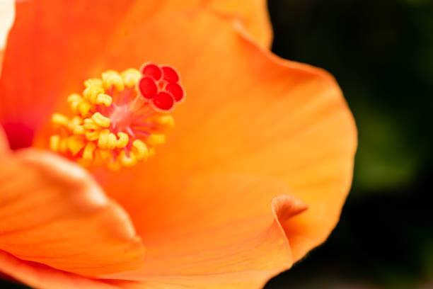 Close up orange flower