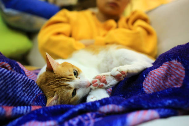 Close up of a hand, petting the cute fluffy white cat. Mixed breed cat between Maine Coon and Scottish Fold.