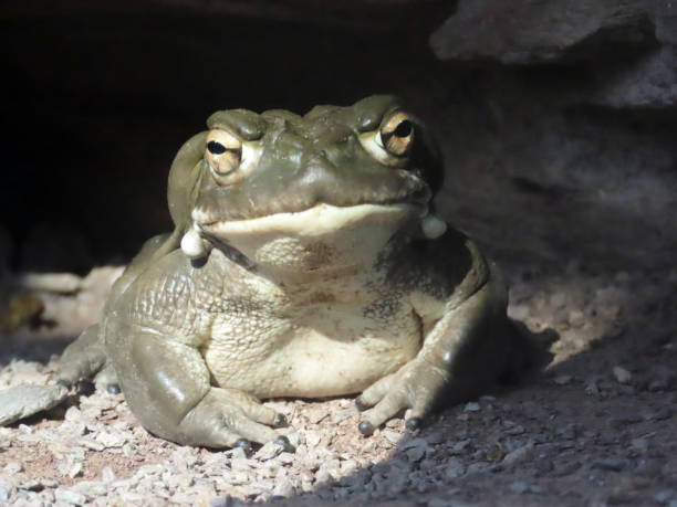 Colorado River toad (Incilius alvarius), Sonoran Desert toad, Die Coloradokröte (Coloradokroete) oder Sonora-Netzkröte (Sonora-Netzkroete) Colorado River toad (Incilius alvarius), Sonoran Desert toad, Die Coloradokröte (Coloradokroete) oder Sonora-Netzkröte (Sonora-Netzkroete) colorado river toad stock pictures, royalty-free photos & images