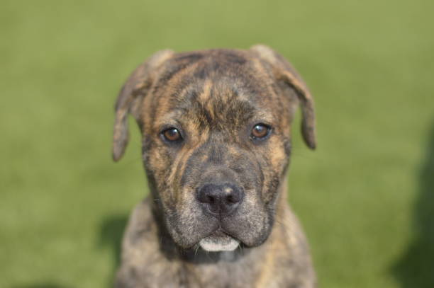 istock face portrait a brown and black dog puppy 1293011949