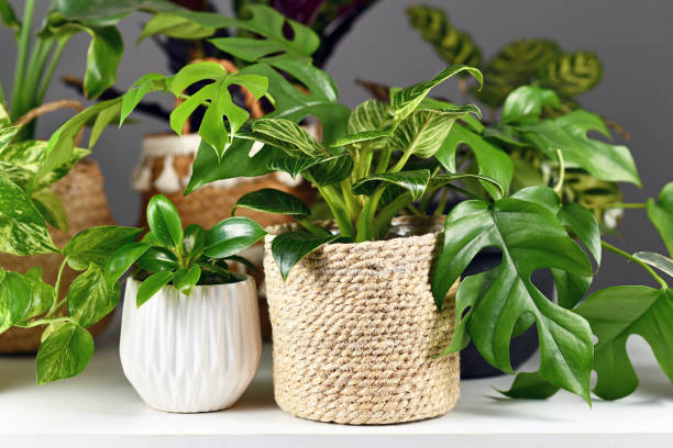 istock Various indoor houseplants like Rhaphidophora or Philodendron in beautiful white ceramic and woven basket flower pots 1293013614