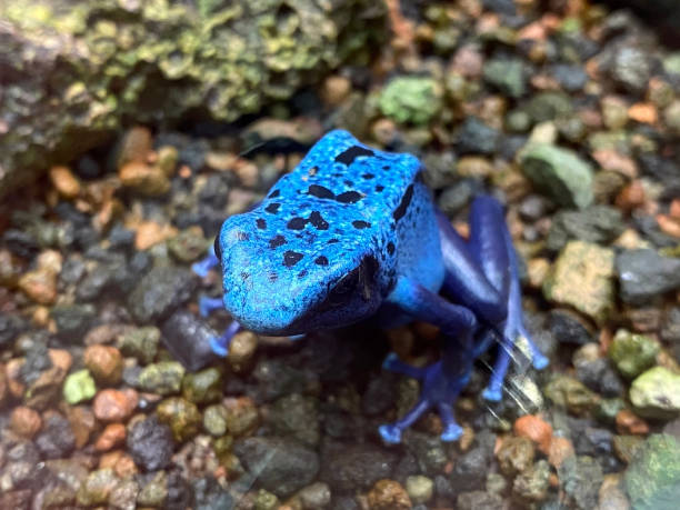 istock Blue poison dart frog (Dendrobates tinctorius azureus), Blue poison arrow frog, The Blue Tree climber, Azure Blue Tree climber or Blue Arrow Poison Frog 1293013796