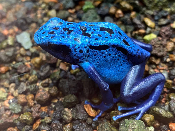istock Blue poison dart frog (Dendrobates tinctorius azureus), Blue poison arrow frog, The Blue Tree climber, Azure Blue Tree climber or Blue Arrow Poison Frog 1293013798