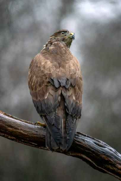 istock Common Buzzard (Buteo buteo) on a branch in the forest 1293013936