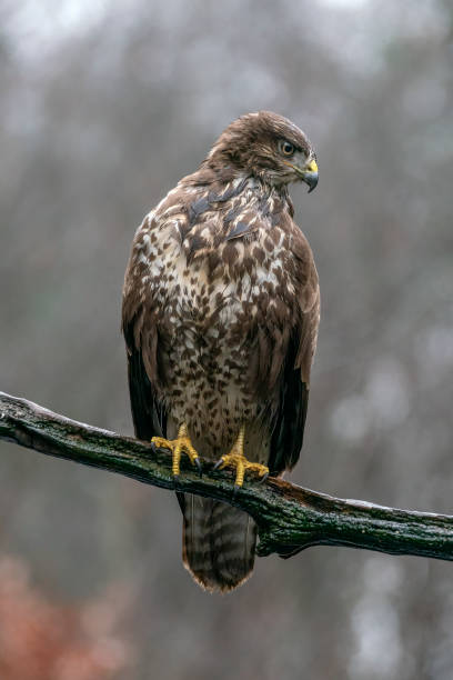 istock Common Buzzard (Buteo buteo) on a branch in the forest 1293013950