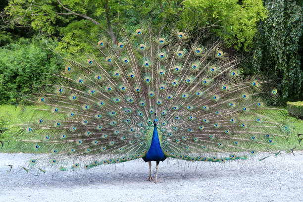 istock Proud peacock showing its beautiful feathers with eye-like markings 1293016616