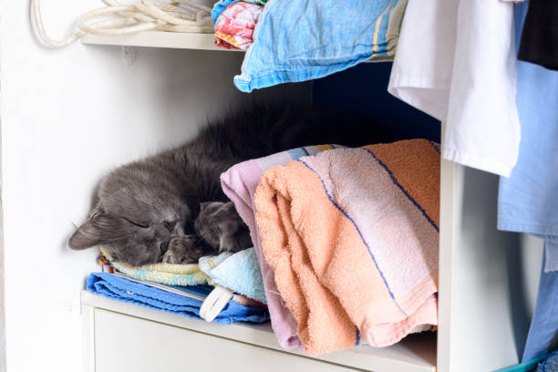 istock Sleeping cat on a shelf in a closet 1293017233