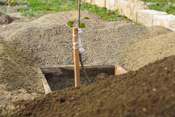 istock A tree sapling tied to a peg, around a pile of fresh sifted earth 1293017251