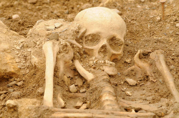 istock human skeleton, the internal framework of the human body 1293017666