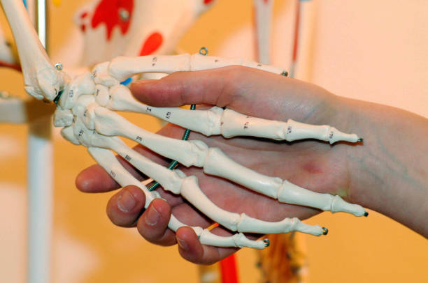 istock human skeleton, the internal framework of the human body 1293017710