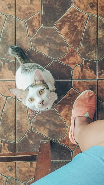 istock A cat looking up for food 1293021353