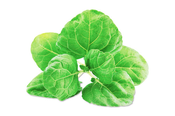 istock Wet Chinese kale vegetable isolated on white background with clipping path 1293021537