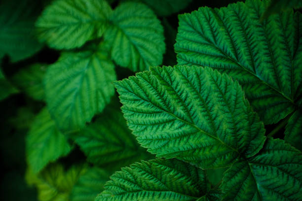 istock Dark green natural background with raspberry bush foliage 1293022197