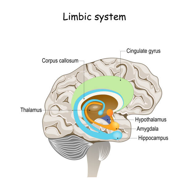 limbic system. Cross section of the human brain. limbic system. Cross section of the human brain. Anatomical components of limbic system: Mammillary body, basal ganglia, pituitary gland, amygdala, hippocampus, thalamus, cingulate gyrus thalamus illustrations stock illustrations