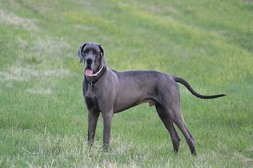 portrait of a large standing gray great dane in the garden
