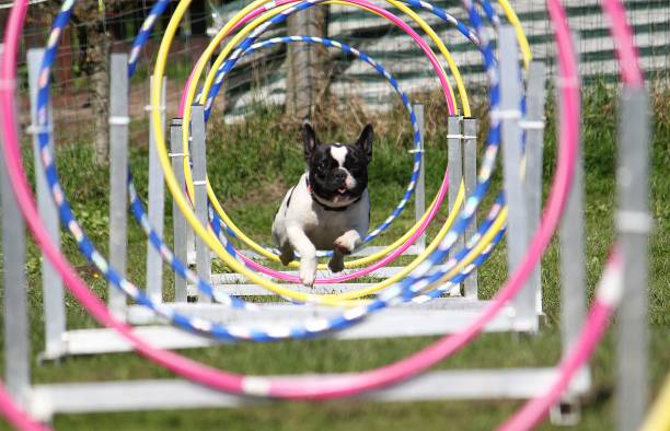 beige labrador puppy running through dog agility tunnel outdoors in garden on sunny summer day