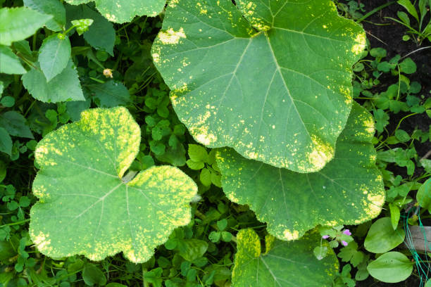 istock Downy mildew (Peronosporosis) on a pumpkin leaf in the garden 1293024686